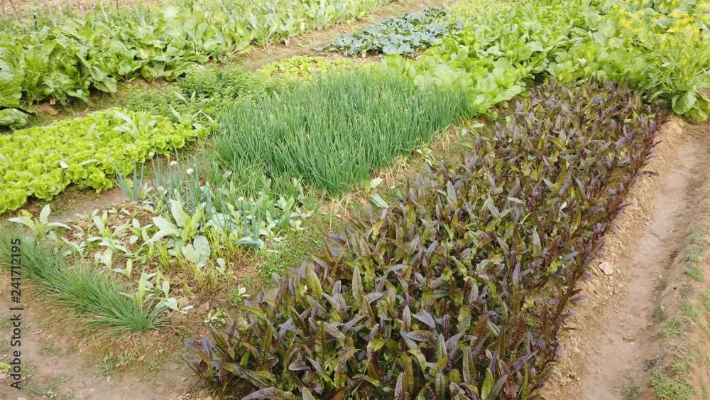 field with different vegetables field with different vegetables