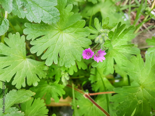 Dovesfoot or awnless Geranium photo