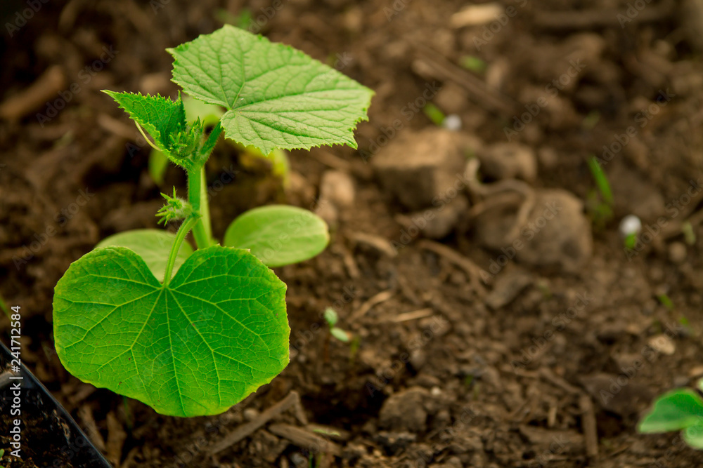 Cucumber seedlings, young sprouts in pots as new life concept Cucumber seedlings, young sprouts in pots as new life concept