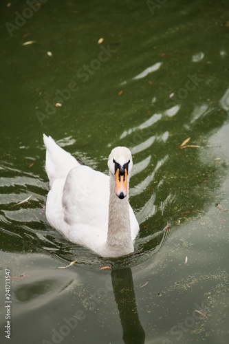 White swan floating in green water
