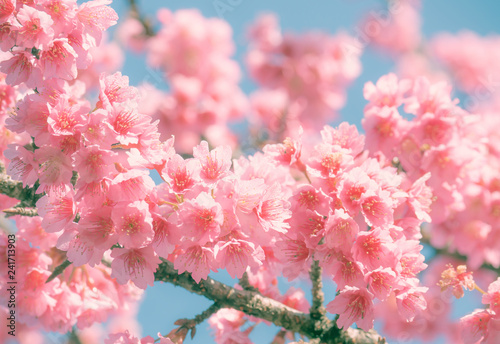 Branch of Cherry blossom on vintage color sky.