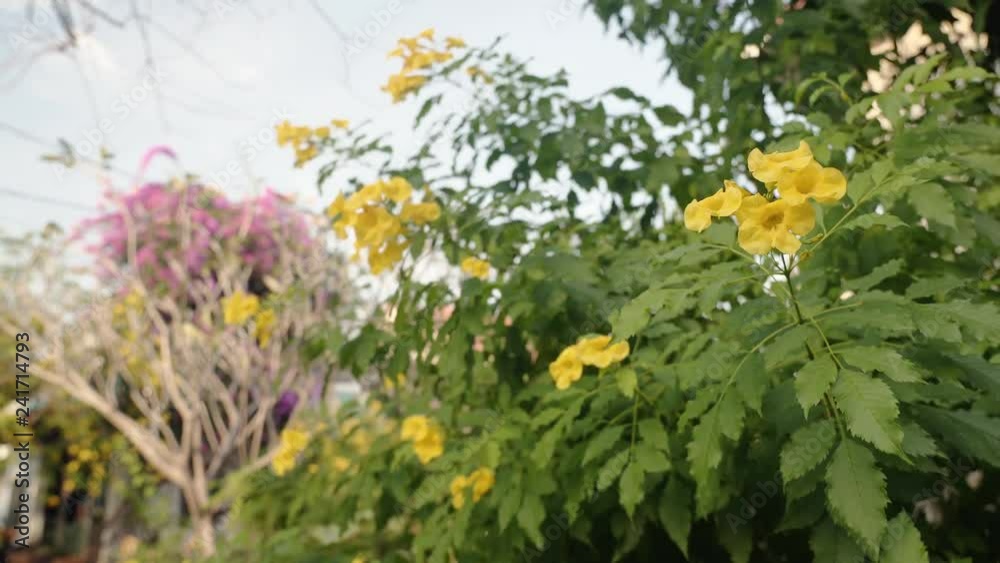 Yellower Bells Yellower Bells