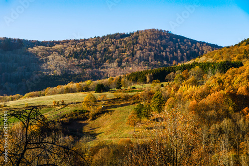 Autumn colors of nature in Alsace, colorful leaves and fgorests