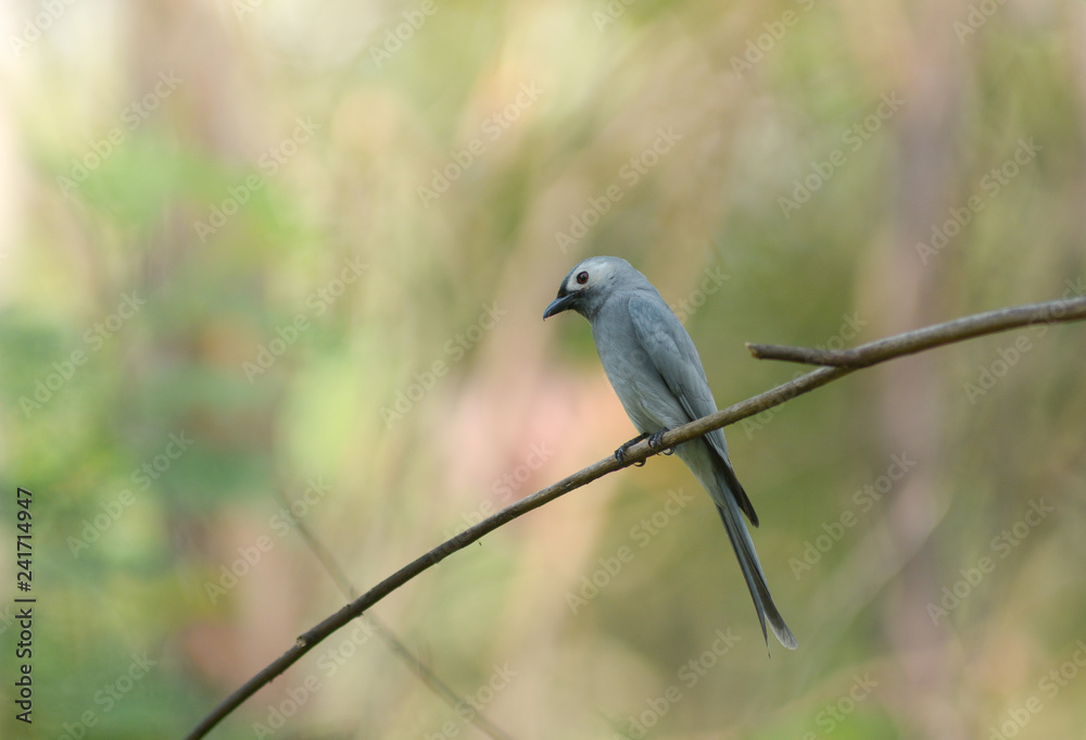 Ashy Drongo (Dicrurus leucophaeus) with green background. Ashy Drongo (Dicrurus leucophaeus) with green background.