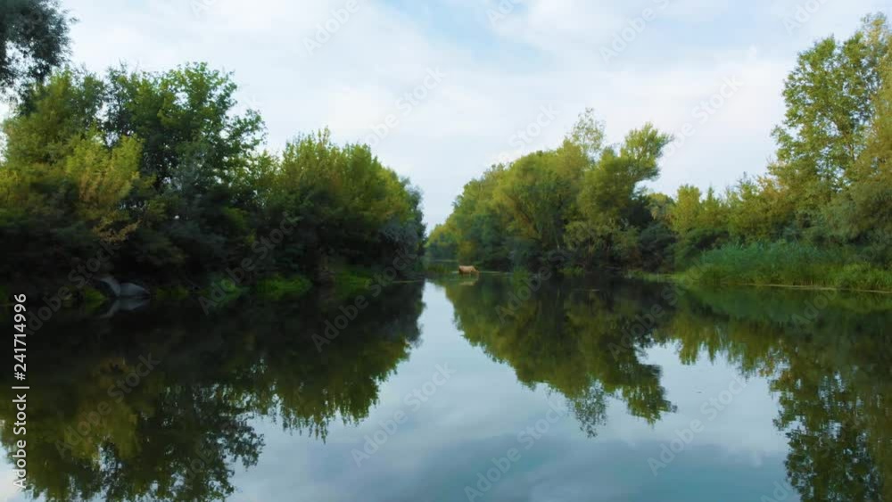 Milk cows drinking in the beautiful river. Dairy cattle stands and drinks in a green river on a good sunny day.