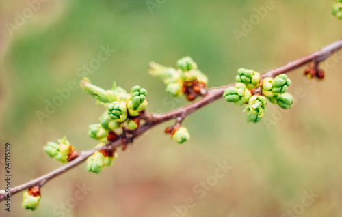 spring buds on trees