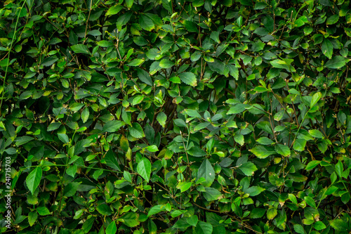 Green leaf background