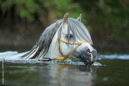 Fototapeta Naklejka Na Ścianę i Meble -  Gorgeous stallion swimming in river