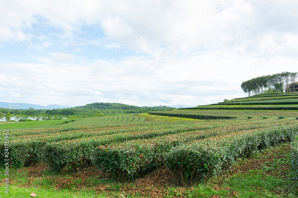 tea plantation farmland