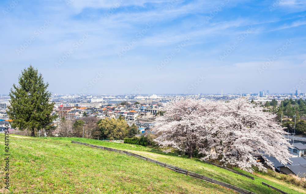Fototapeta premium 桜が咲く丘と住宅街