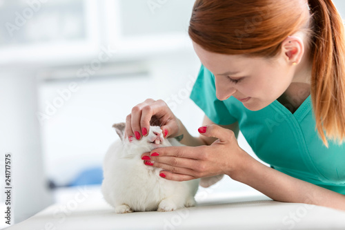 Closeup of young doctor examining rabbit's teeth at veterinary clinic