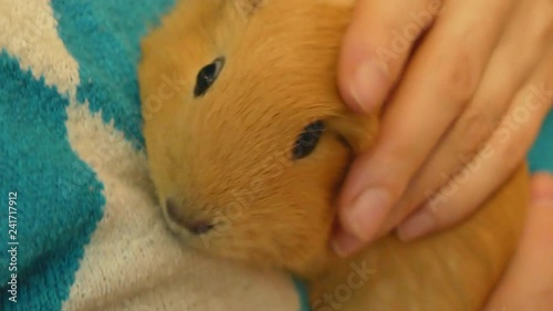 closeup video of cute cavy in womans hands. red playful guinea pig enjoy playing