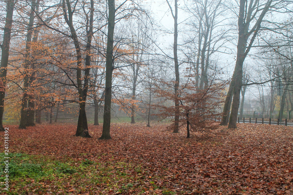 forest in autumn