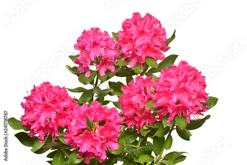 Pink flower of rhododendron bush isolated on white background. Flat lay, top view. Object, studio, floral pattern © Flower Studio