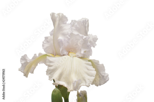 Fototapeta Naklejka Na Ścianę i Meble -  Iris flower isolated on white background. Easter. Summer. Spring. Flat lay, top view. Love. Valentine's Day. Floral pattern, object. Nature concept