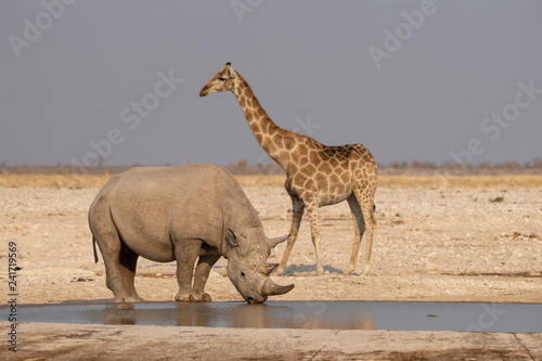 A rhinoceros and giraffe at the pond