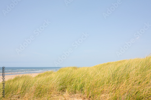 Summer sand dunes  dune grass and beach set against a blue sky. Bergen aan Zee  The Netherlands.