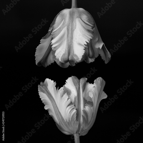 Fototapeta Naklejka Na Ścianę i Meble -  Beautiful monochrome stacked mimicking parrot tulip heads against a black background.