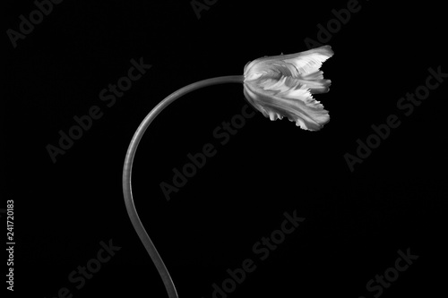 Classic beautiful monochrome dramatic blooming parrot tulip against a black background.