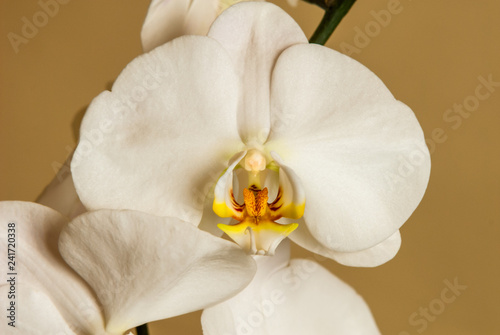 Beautiful white orchid  shot at close range  in its small details