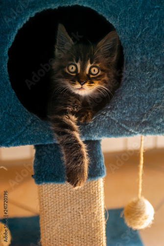 Rested cat, in his play house