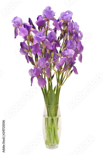 Blooming violet iris flower in vase isolated on white background. Summer. Spring. Flat lay  top view. Floral pattern. Love. Valentine s Day