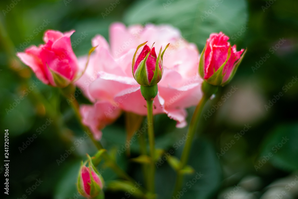 Bunch of pink roses, not yet fully bloomed