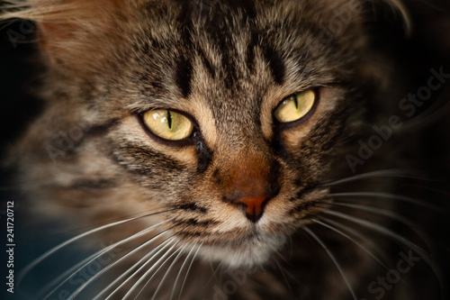 Details of a beautiful domestic cat with amber eyes