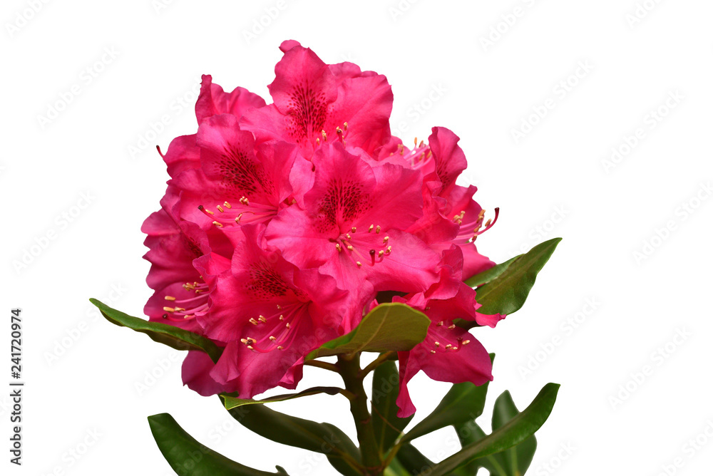 Pink flower of rhododendron bush isolated on white background. Flat lay, top view. Object, studio, floral pattern
