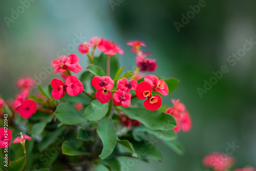Red flowers of a shrub, taken with a large diaphragm © marco_cesarano