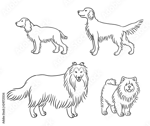 Dogs of different breeds in outlines (set4) - vector illustration photo