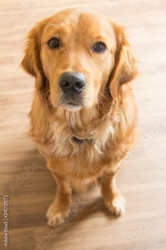 Dog Sitting On Wooden Floor - Golden Retriever