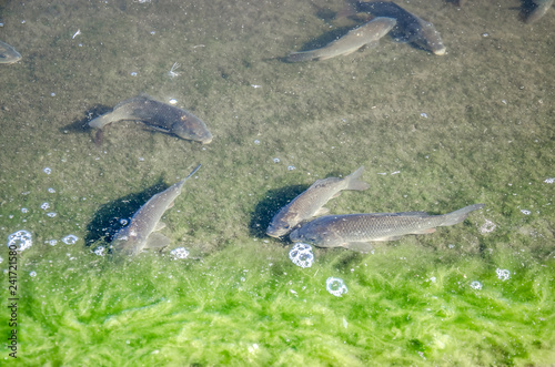 Young carp fish from fish farms released into the reservoir