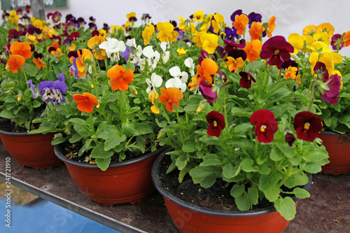 Viola cultivar. Viola trocolor flower. Floral pattern. Flowers background texture. Violets. photo