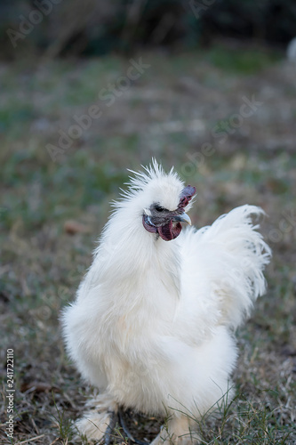 Rooster Friend