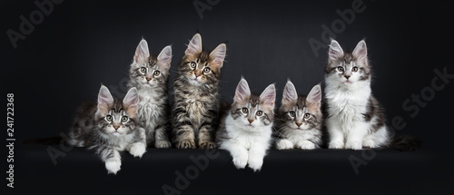 Perfect row of six gorgeous Maine Coon cat kittens sitting and laying beside eachother. All looking straight at camera with green blue eyes. Isolated on black background.