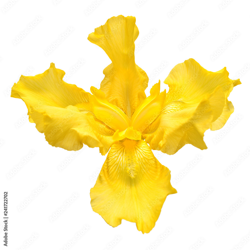 Beautiful yellow iris flower isolated on white background. Easter ...
