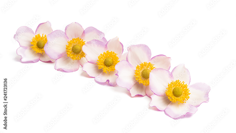 Obraz premium anemone hupehensis