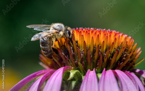 bees and flowers close-up macro photo