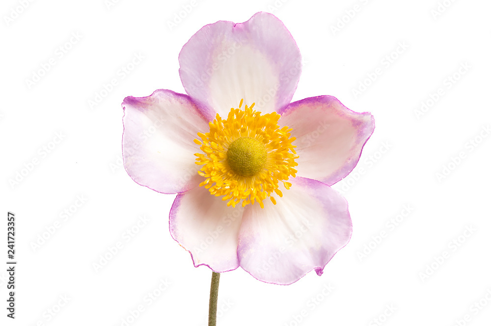 Naklejka premium anemone hupehensis