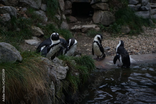Penguins in a zoo