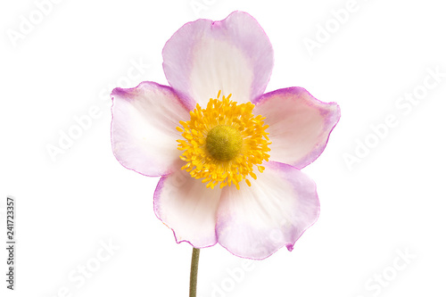 anemone hupehensis