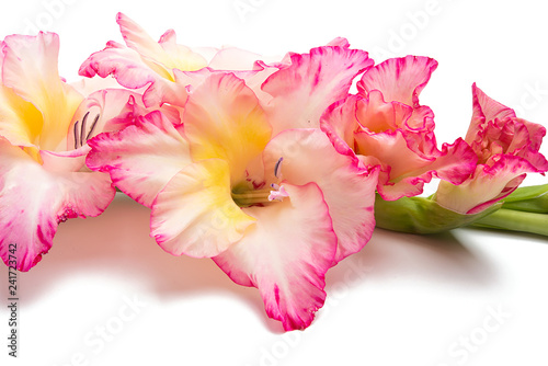Fototapeta Naklejka Na Ścianę i Meble -  gladiolus flower isolated