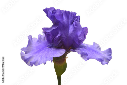 Fototapeta Naklejka Na Ścianę i Meble -  Blue iris flower isolated on white background. Summer. Spring. Flat lay, top view. Floral pattern. Love. Valentine's Day