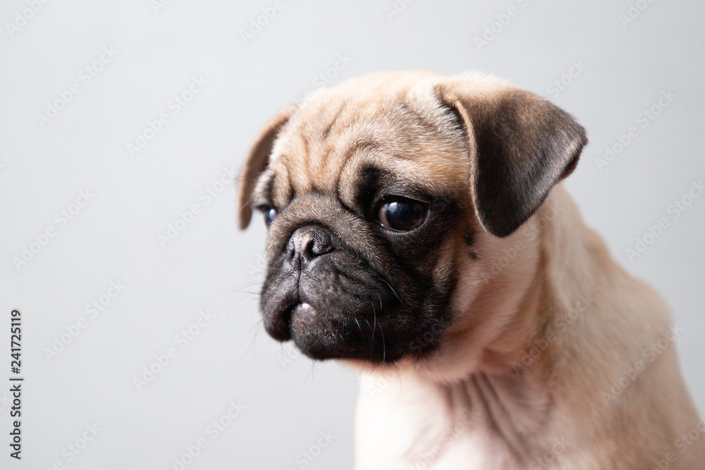 Cute Pug Puppy With White Background