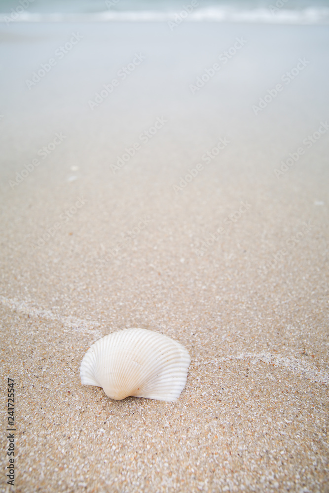 White Shell on sand beach, Laem Talumphuk. White Shell on sand beach, Laem Talumphuk.