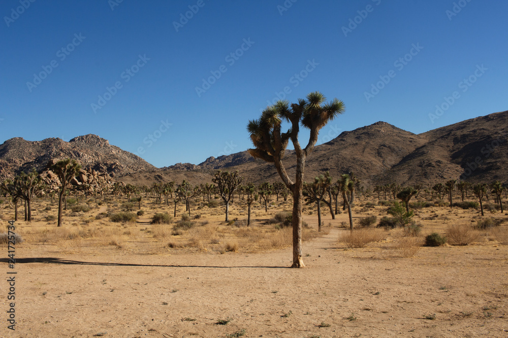 Joshua Tree