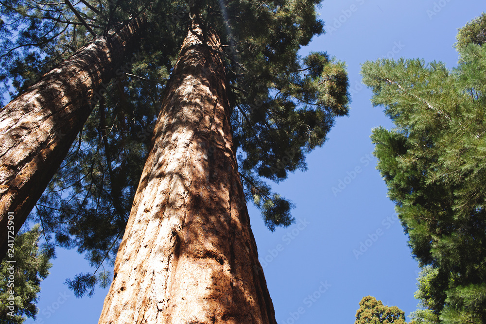 Fototapeta premium Sequoia/Kings Canyon