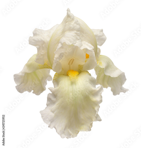 Iris flower isolated on white background. Easter. Summer. Spring. Flat lay, top view. Love. Valentine's Day. Floral pattern, object. Nature concept