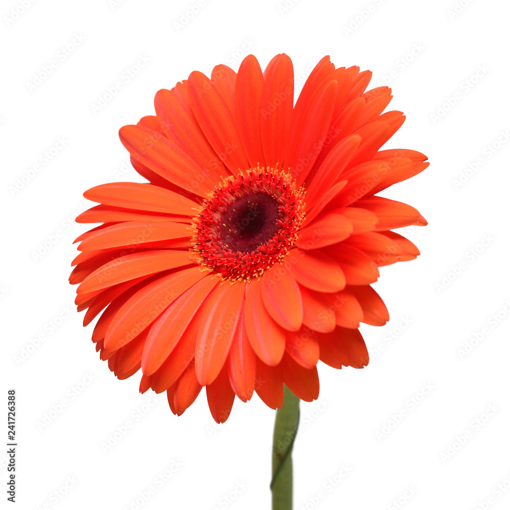 Orange gerbera flower isolated on white background. Flat lay, top view